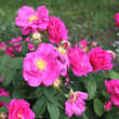 Rose 'Officinalis' (gallica): Bild 6/7
