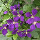 Clematis 'Jackmanii' - Waldrebe, Großblumige Garten-Clematis