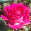 Rose 'Belles Rives': Bild 5/9