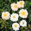 Rose 'Ivory Compact Meidiland': Bild 5/7