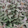 Prunus spinosa 'Purpurea': Bild 2/2
