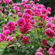 Rose 'Elmshorn': Bild 5/5