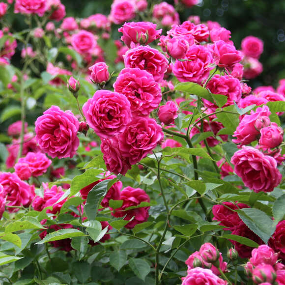 Rose 'Elmshorn': Bild 5/5 Rose 'Elmshorn': Bild 5/5