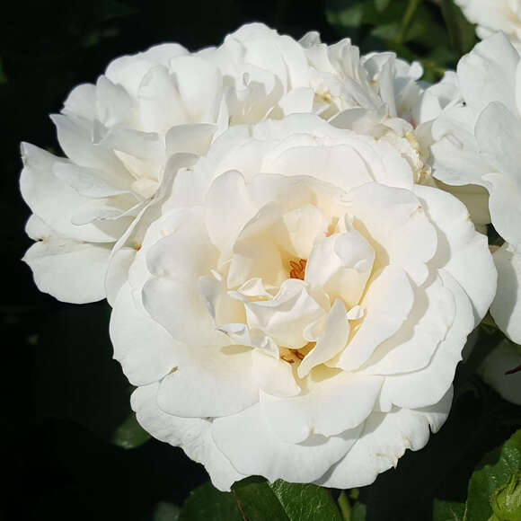 Rose 'Carte Blanche': Bild 4/4