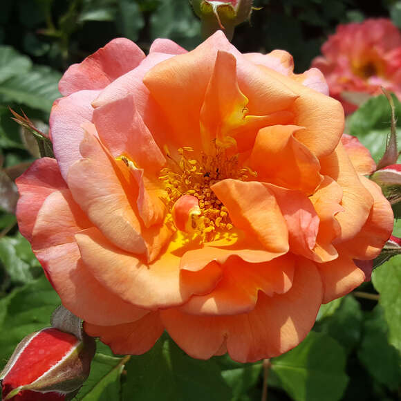 Rose 'Westerland': Bild 3/8 Rose 'Westerland': Bild 3/8