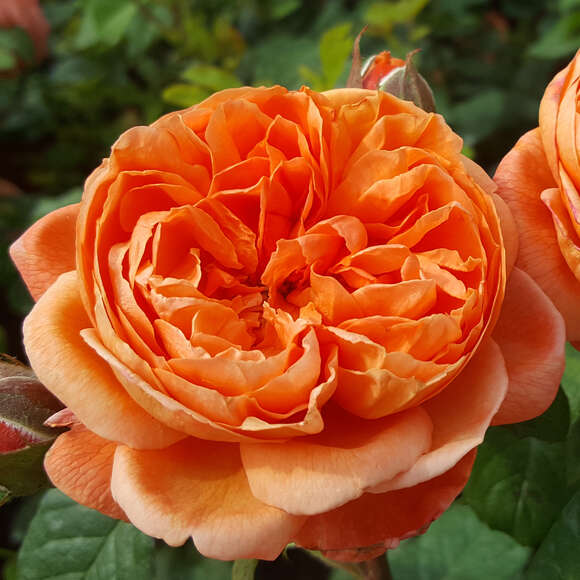 Rose 'Summer Song': Bild 6/7 Rose 'Summer Song': Bild 6/7