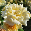 Rose 'House Beautiful': Bild 6/8