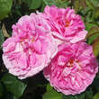 Rose 'Gertrude Jekyll': Bild 6/15