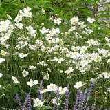 Anemone 'Snow Angel' - Herbstanemone