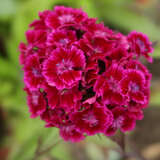 Dianthus barbatus 'Nigrescens' - Bartnelke