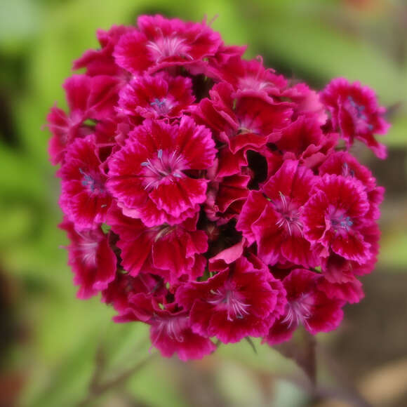 Dianthus barbatus 'Nigrescens': Bild 1/1 Dianthus barbatus 'Nigrescens': Bild 1/1