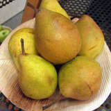 Pyrus communis 'Köstliche von Charneux' - Herbstbirne, X-XI