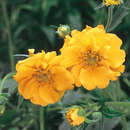 Geum chiloense 'Lady Stratheden' - Nelkenwurz