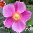 Anemone 'Bright Pink' - Herbstanemone