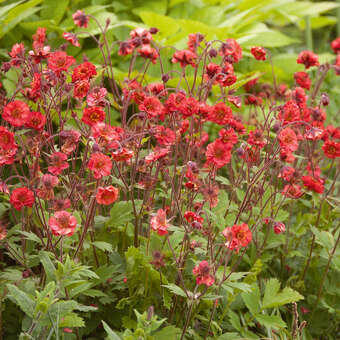 Geum rivale 'Flames of Passion'