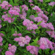 Spiraea japonica 'Ruberrima': Bild 1/4