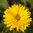 Heliopsis helianthoides 'Goldgefieder': Bild 4/4