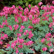 Dicentra 'King of Hearts': Bild 1/1