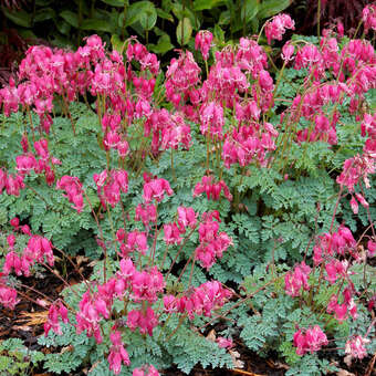 Dicentra 'King of Hearts'