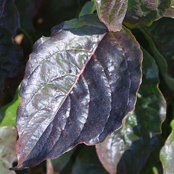 Cornus florida 'Purple Glory'