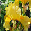 Iris germanica 'Fringe of Gold': Bild 1/1