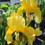 Iris germanica 'Fringe of Gold' - Hohe Schwertlilie, Iris