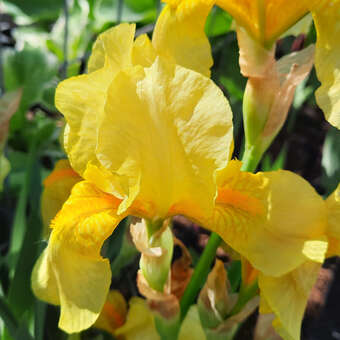 Iris germanica 'Fringe of Gold'
