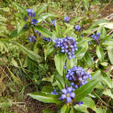 Gentiana cruciata - Kreuz-Enzian