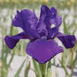 Iris pumila 'Indian Light': Bild 2/2