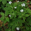 Geranium nodosum 'Silver Wood': Bild 1/1