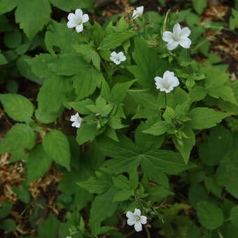 Geranium nodosum 'Silver Wood'