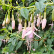 Fuchsia magellanica  'Alba': Bild 2/2