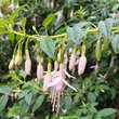 Fuchsia magellanica  'Alba': Bild 2/2