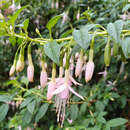 Fuchsia magellanica  'Alba' - Freilandfuchsie