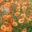 Geum 'Prinses Juliana': Bild 1/1