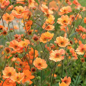 Geum 'Prinses Juliana'