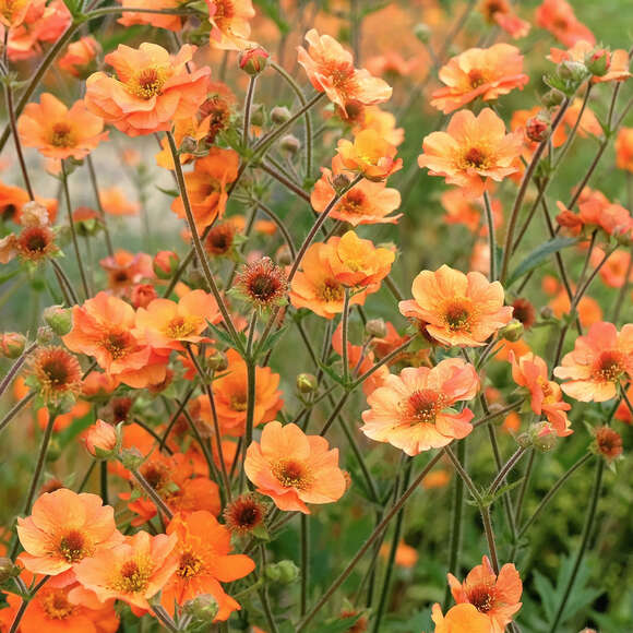 Geum 'Prinses Juliana': Bild 1/1 Geum 'Prinses Juliana': Bild 1/1