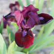 Iris pumila 'Lollypop': Bild 2/2