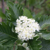 Sorbus austriaca - Österreichische Mehlbeere