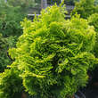 Chamaecyparis obtusa 'Nana Lutea': Bild 2/6