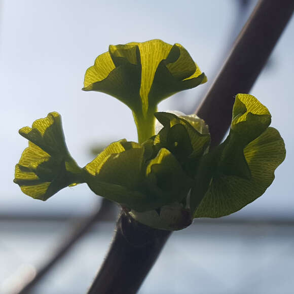 Ginkgo biloba 'Tremonia': Bild 1/2 Ginkgo biloba 'Tremonia': Bild 1/2