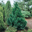 Pinus cembra 'Sartori' - Kegelige Zirbelkiefer