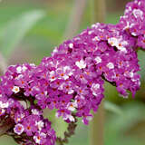 Buddleja davidii 'Berries and Cream' - Sommerflieder