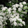 Crataegus monogyna: Bild 1/7
