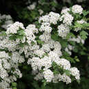 Crataegus monogyna - Heimischer Weißdorn