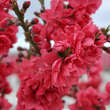 Prunus persica 'Taoflora Red': Bild 1/2