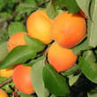 Prunus armeniaca 'Compacta': Bild 1/3