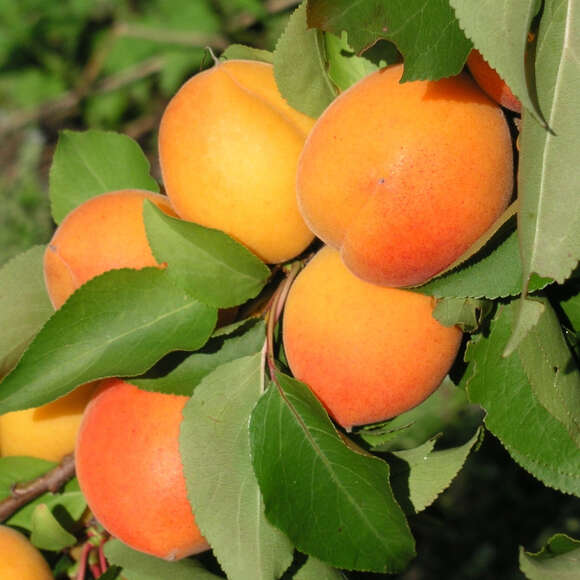 Prunus armeniaca 'Compacta': Bild 1/4