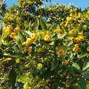 Crataegus mexicana - Mexikanischer Weißdorn