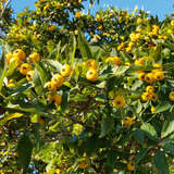 Crataegus mexicana - Mexikanischer Weißdorn